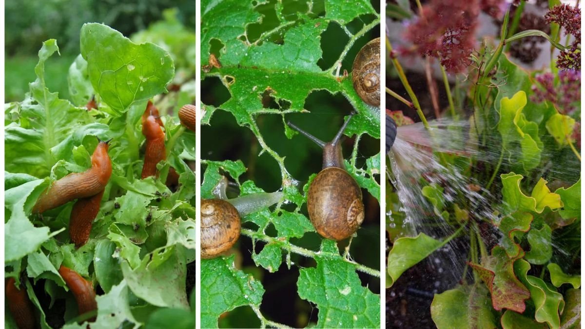 5 Natural Ways to Keep Slugs Out of Your Garden