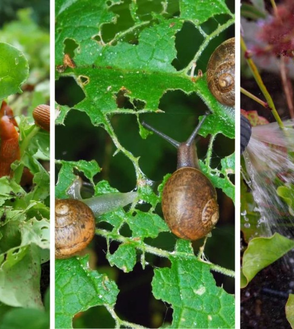 5 Natural Ways to Keep Slugs Out of Your Garden