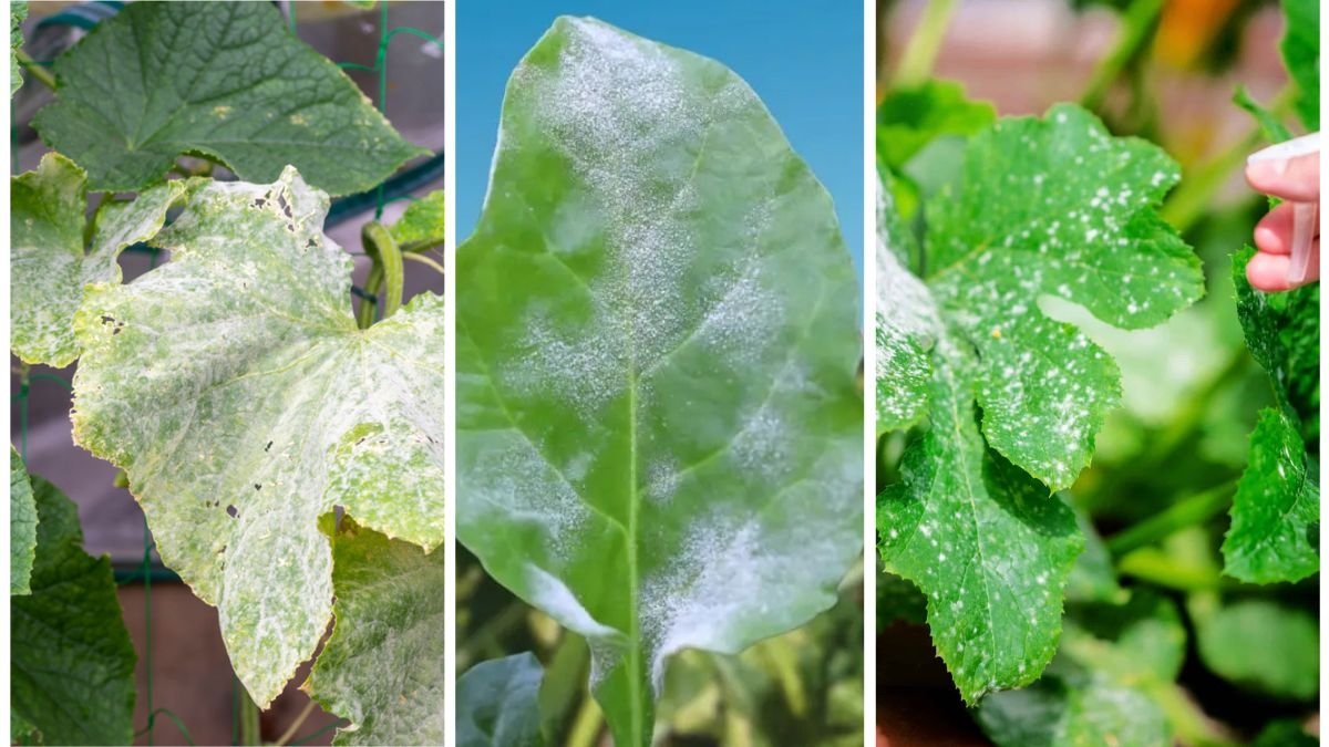 How to Prevent Powdery Mildew on Your Plants