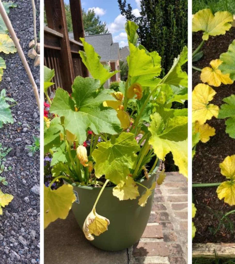 Why Your Zucchini Leaves Are Turning Yellow—and How to Fix It
