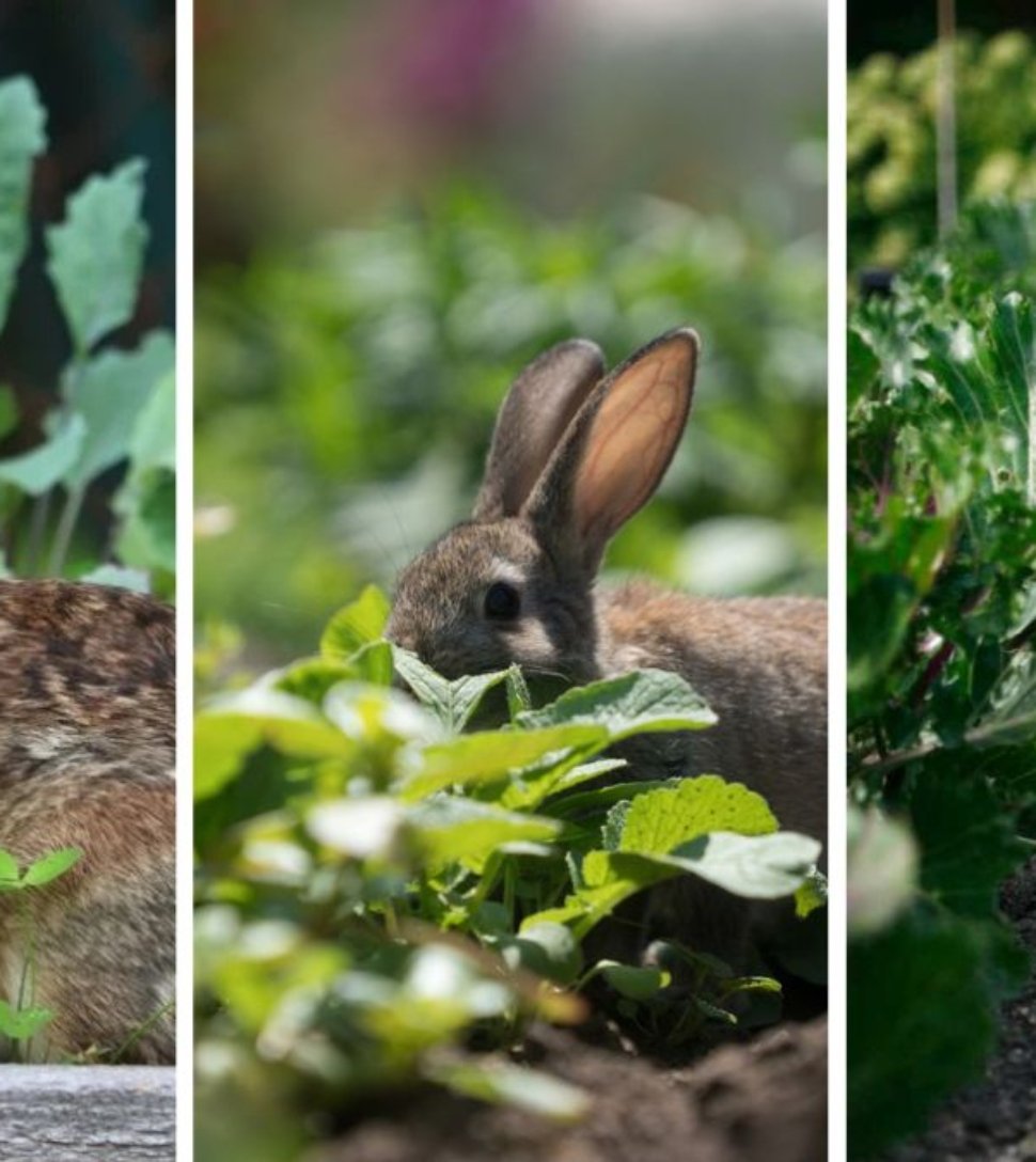 How to Keep Rabbits From Eating Your Vegetables