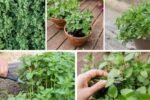How to Grow and Harvest Fresh Oregano