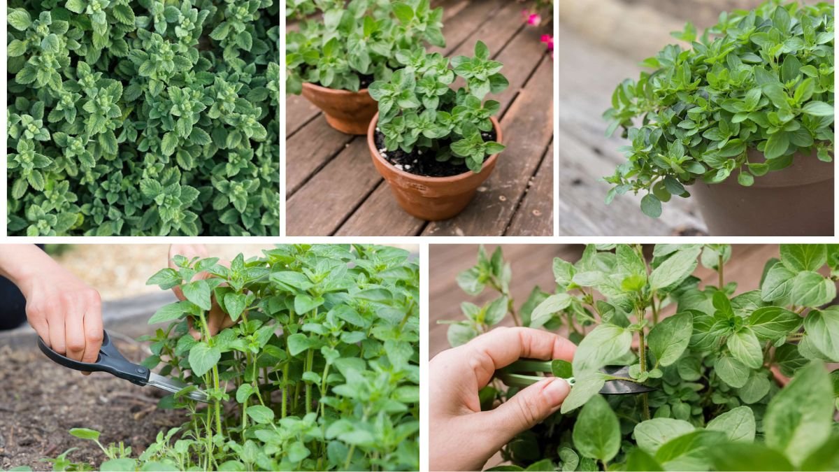 How to Grow and Harvest Fresh Oregano