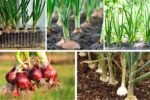 Step-by-Step Guide to Growing Onions at Home