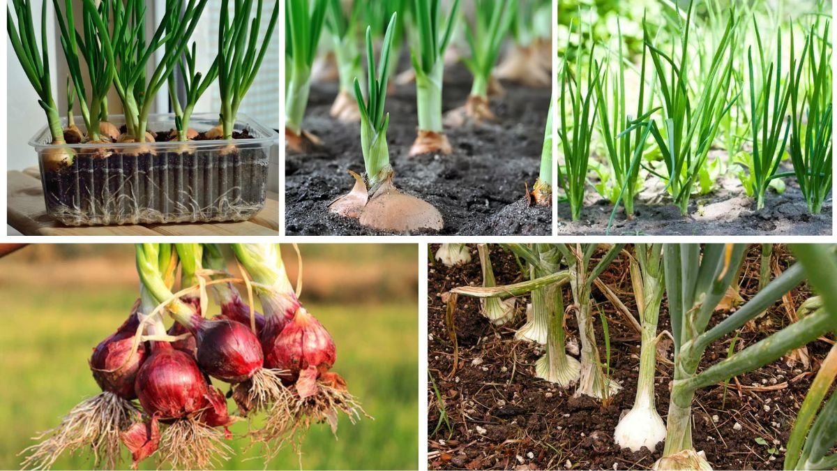 Step-by-Step Guide to Growing Onions at Home