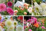 How to Grow Dahlias for Stunning Summer Flowers