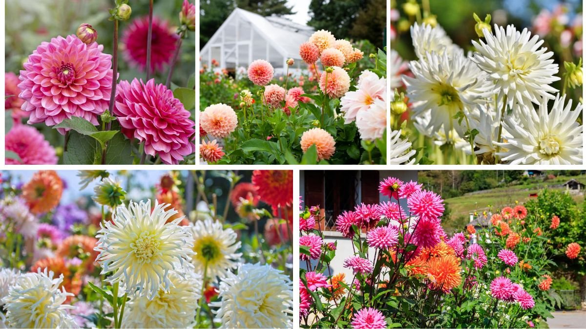 How to Grow Dahlias for Stunning Summer Flowers