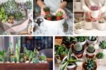 Beginner Tips for Growing Succulents Indoors