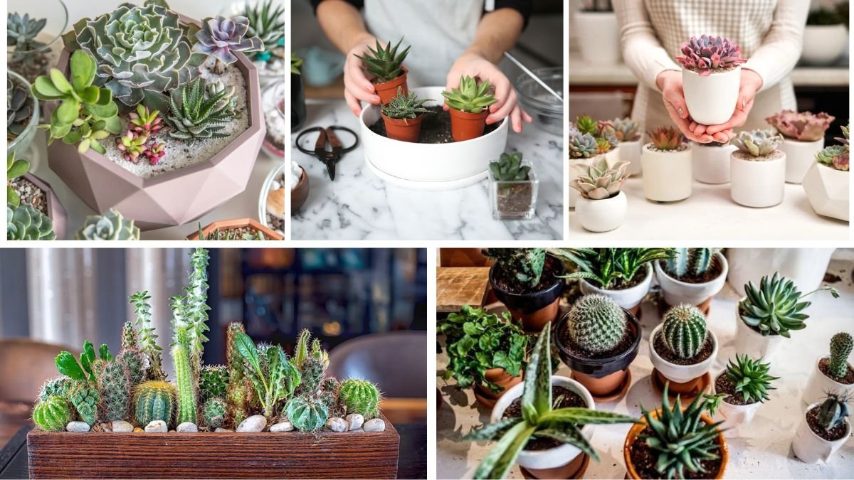 Beginner Tips for Growing Succulents Indoors
