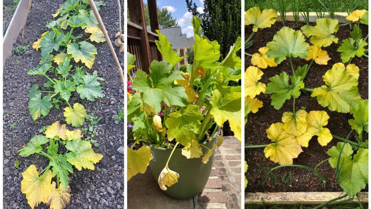 Why Your Zucchini Leaves Are Turning Yellow—and How to Fix It