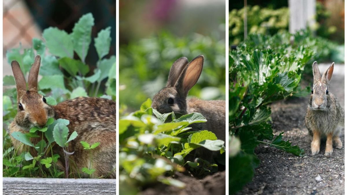 How to Keep Rabbits From Eating Your Vegetables