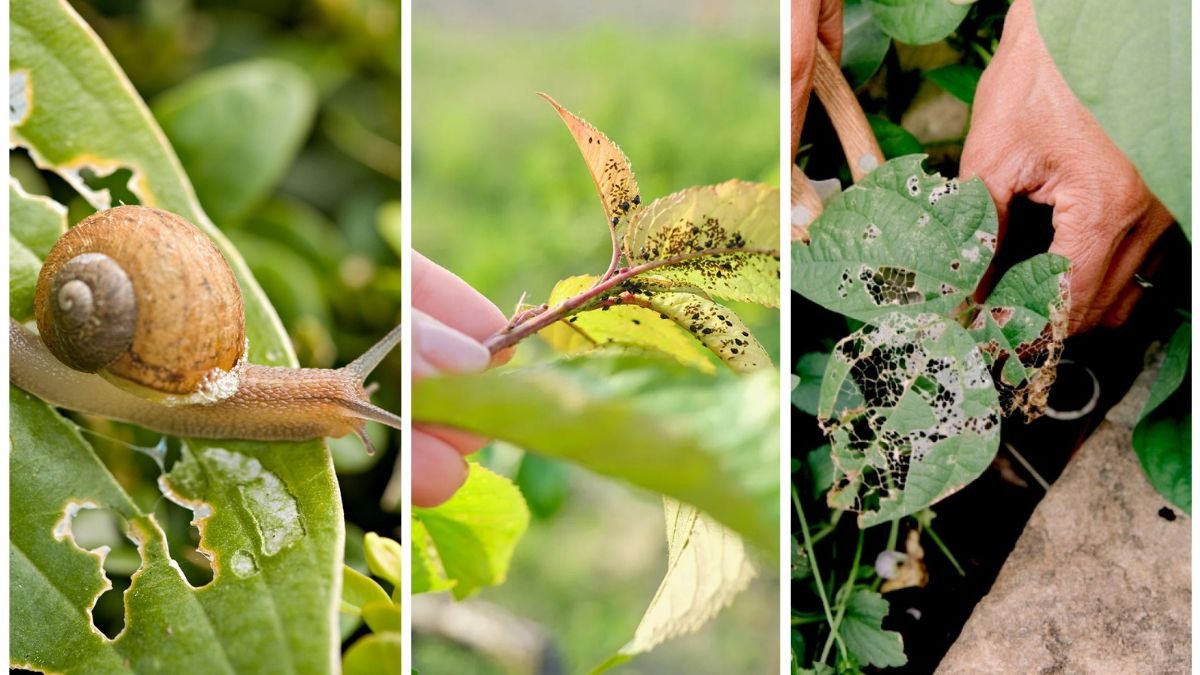 5 Common Garden Pests and How to Control Them